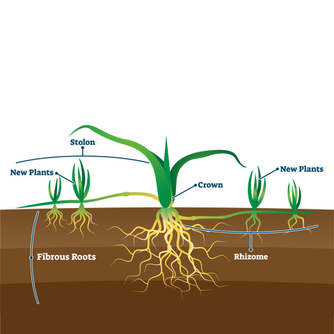 Grass root anatomy