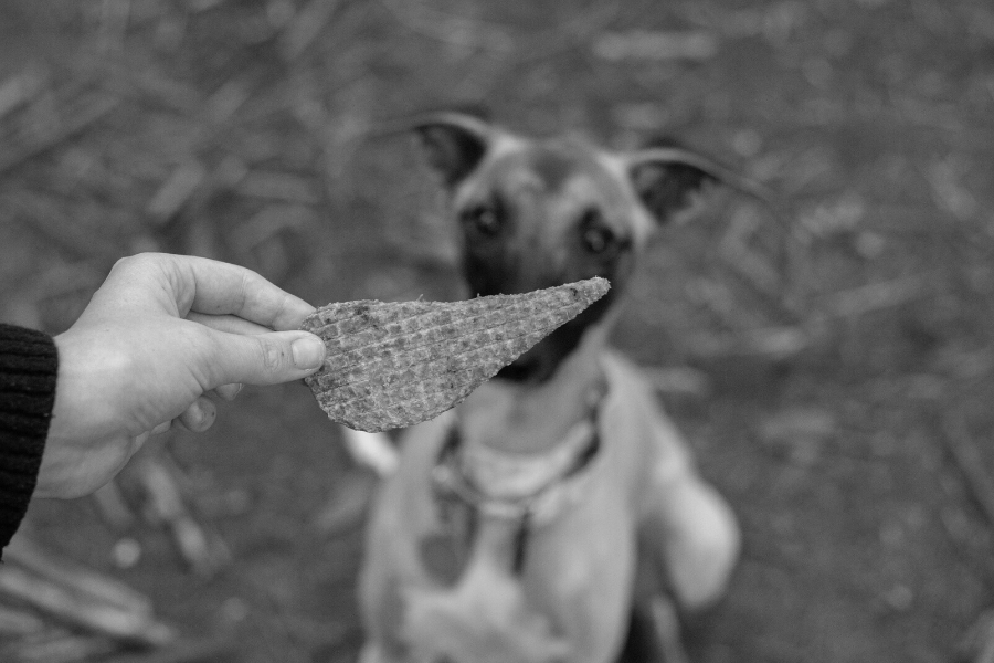 is pumpkin poisonous for dogs