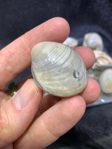Venus Fossil Shell