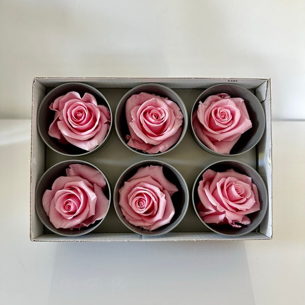 Roses Stabilisées, Roses Eternelles, X6, diamètre de 6cm, DIY, Verdiss –  Chaton et Monsieur Ours