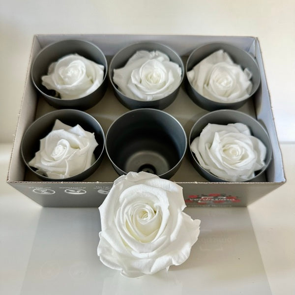 Roses Stabilisées, Roses Eternelles, X6, diamètre de 6cm, DIY, Verdiss –  Chaton et Monsieur Ours