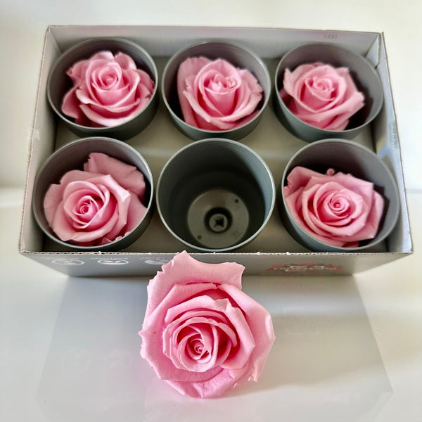 Roses Stabilisées, Roses Eternelles, X6, diamètre de 6cm, DIY, Verdiss –  Chaton et Monsieur Ours