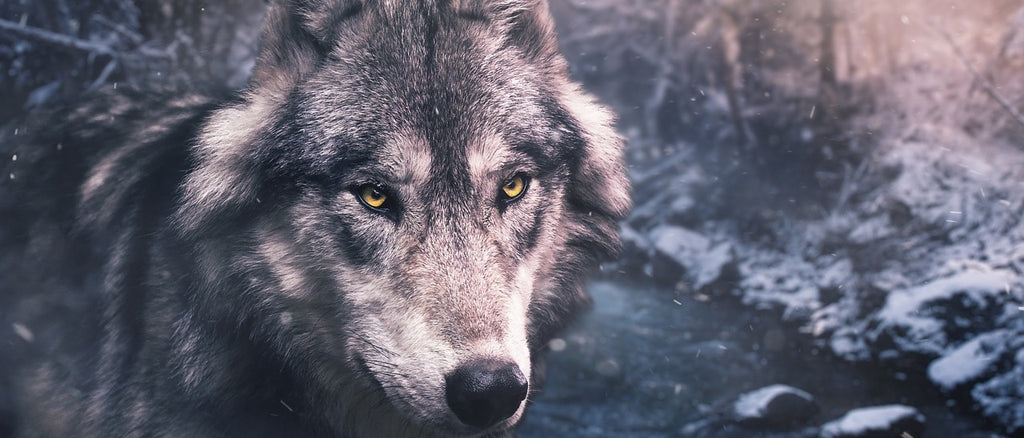 Top 15 Des Significations De Reve De Loup Chasseur De Reves