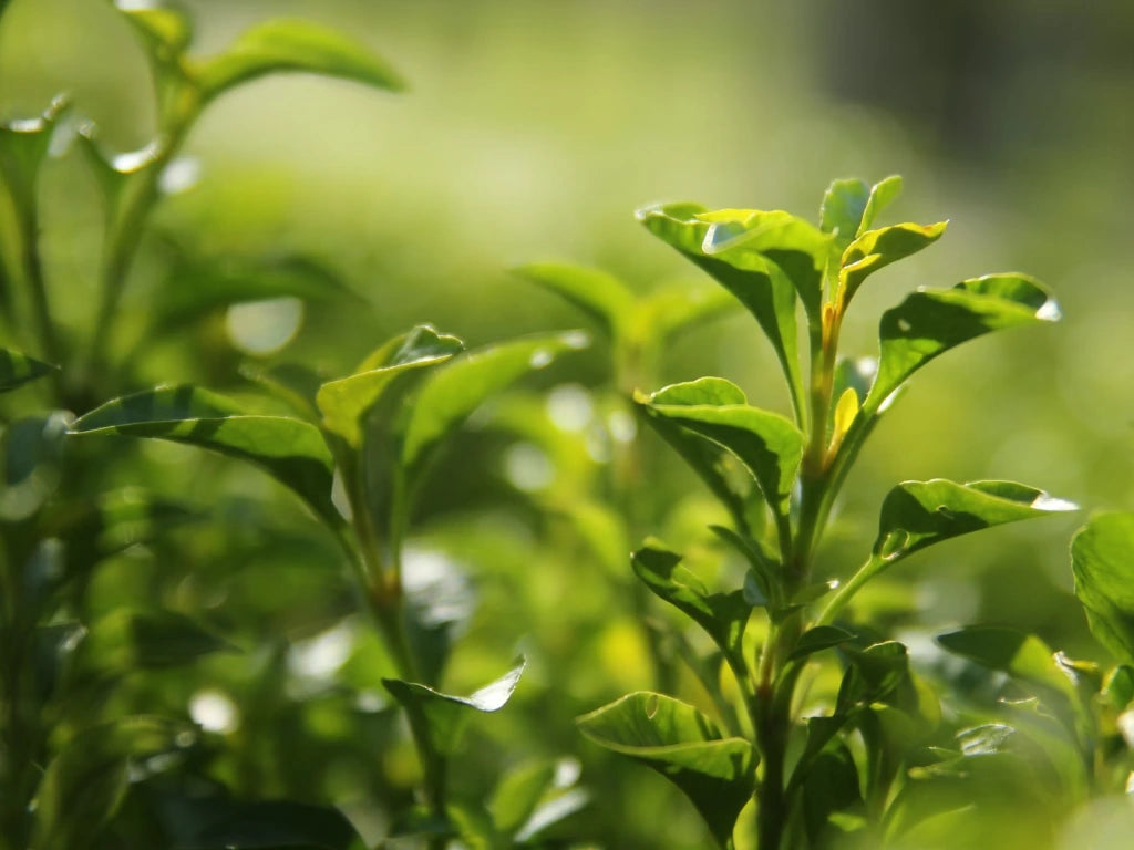 Sombreado del campo de plantas de té verde