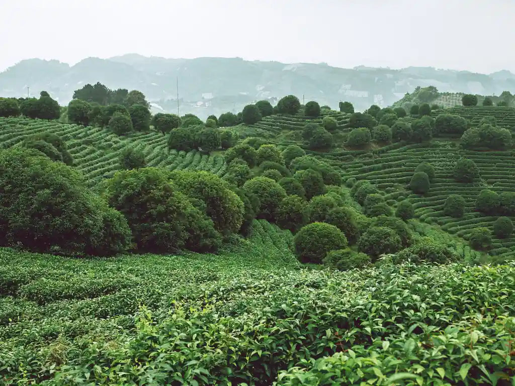 Groene thee en matcha veld