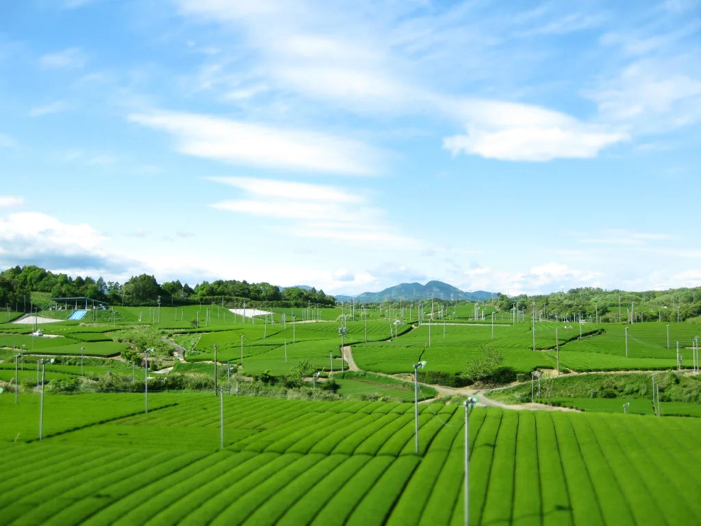 Campos de té matcha en Japón