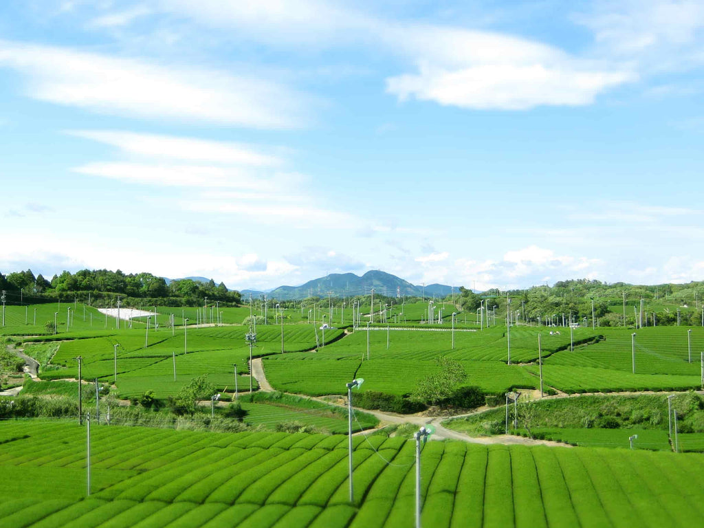 Matcha Tee Plantage blauer Himmel