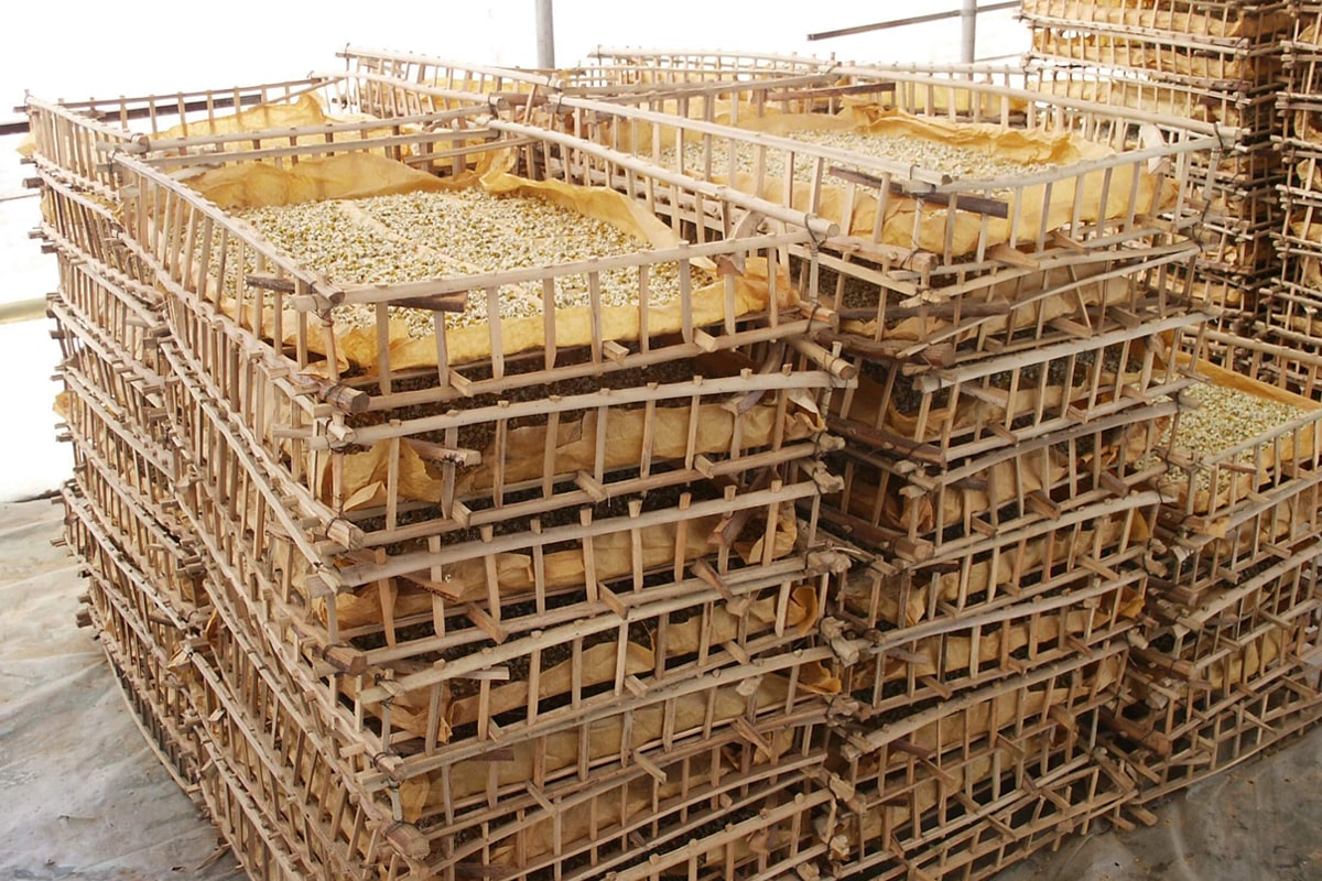 Trays of dried Camomile tea