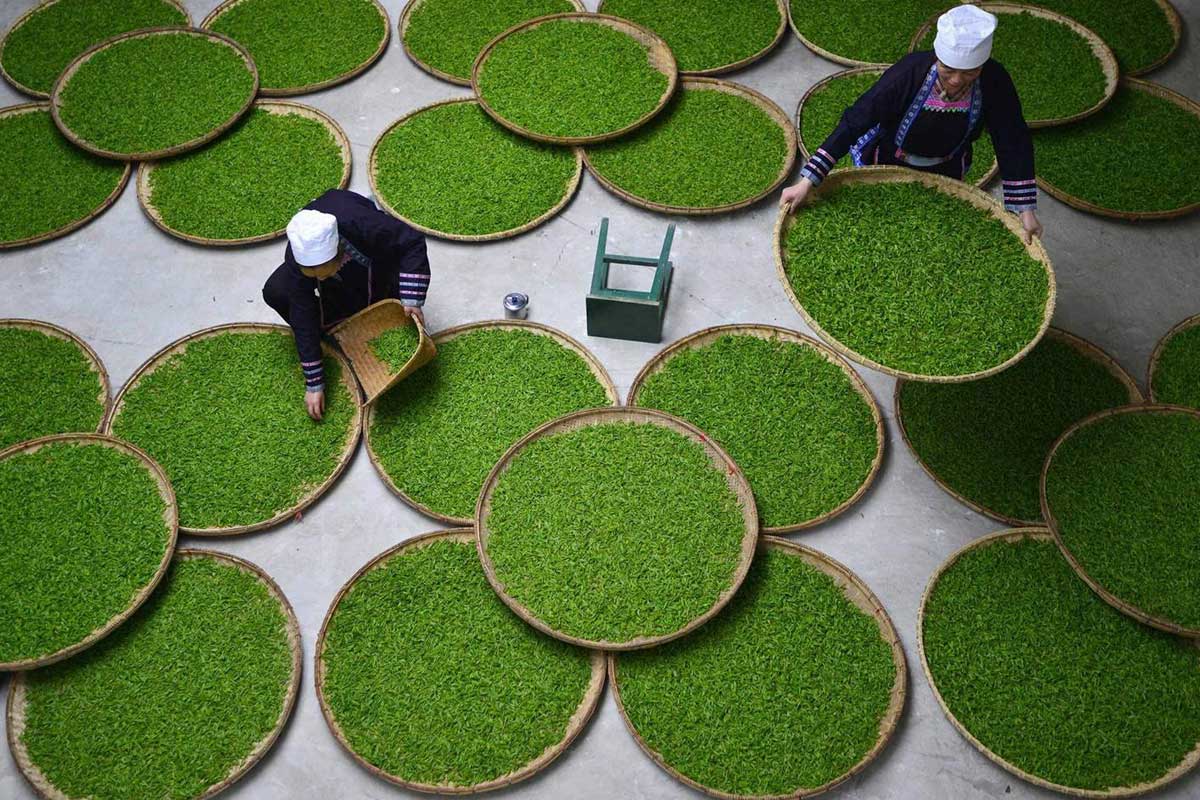 green tea processing