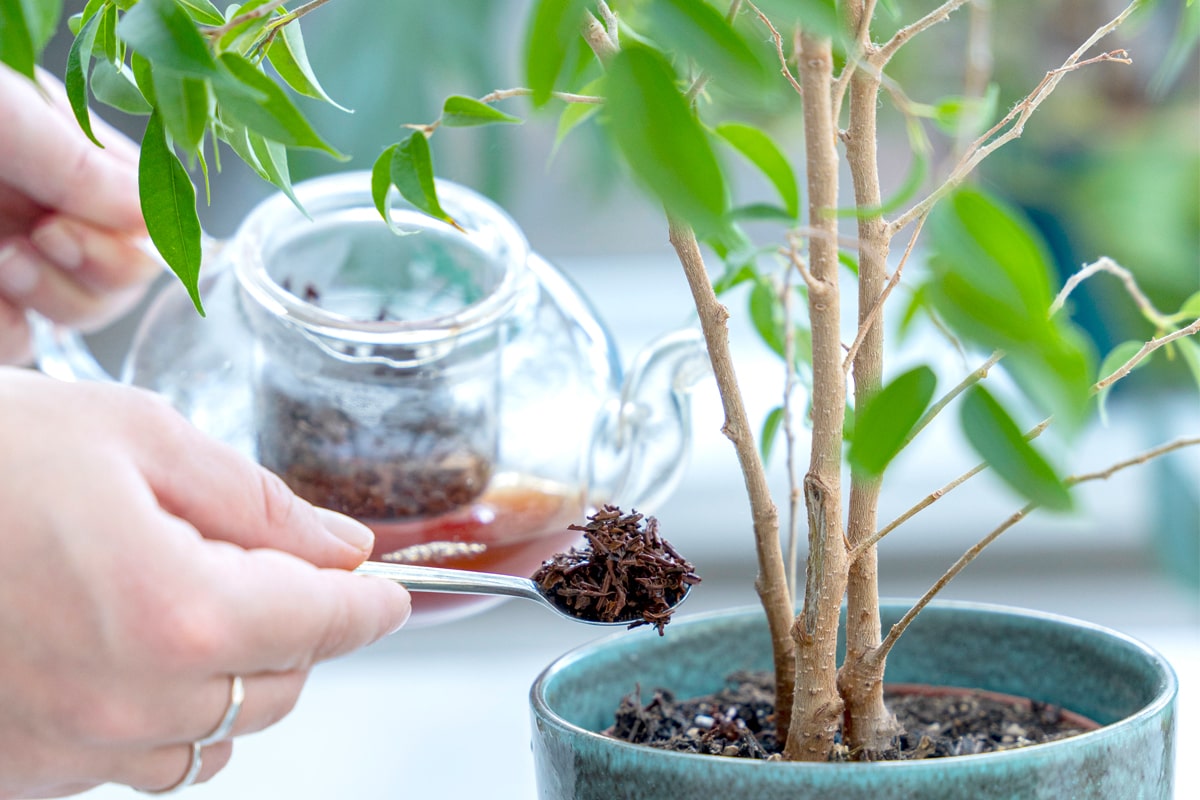 Composting tea idea: a hand spoons steeped loose leaf tea from a glass teapot into the soil of a potted plant. A tin of Dragonfly Tea loose leaf Assam tea is in the foreground.