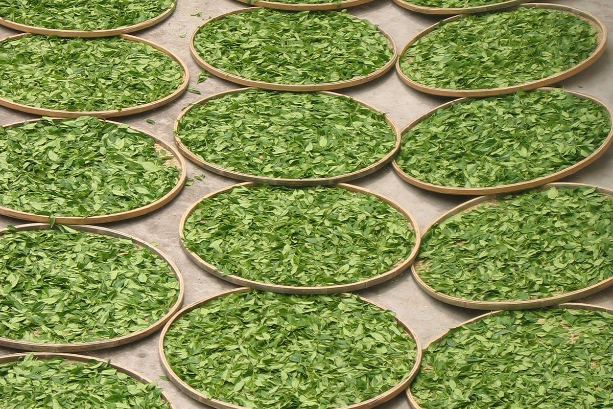 Drying White Tea