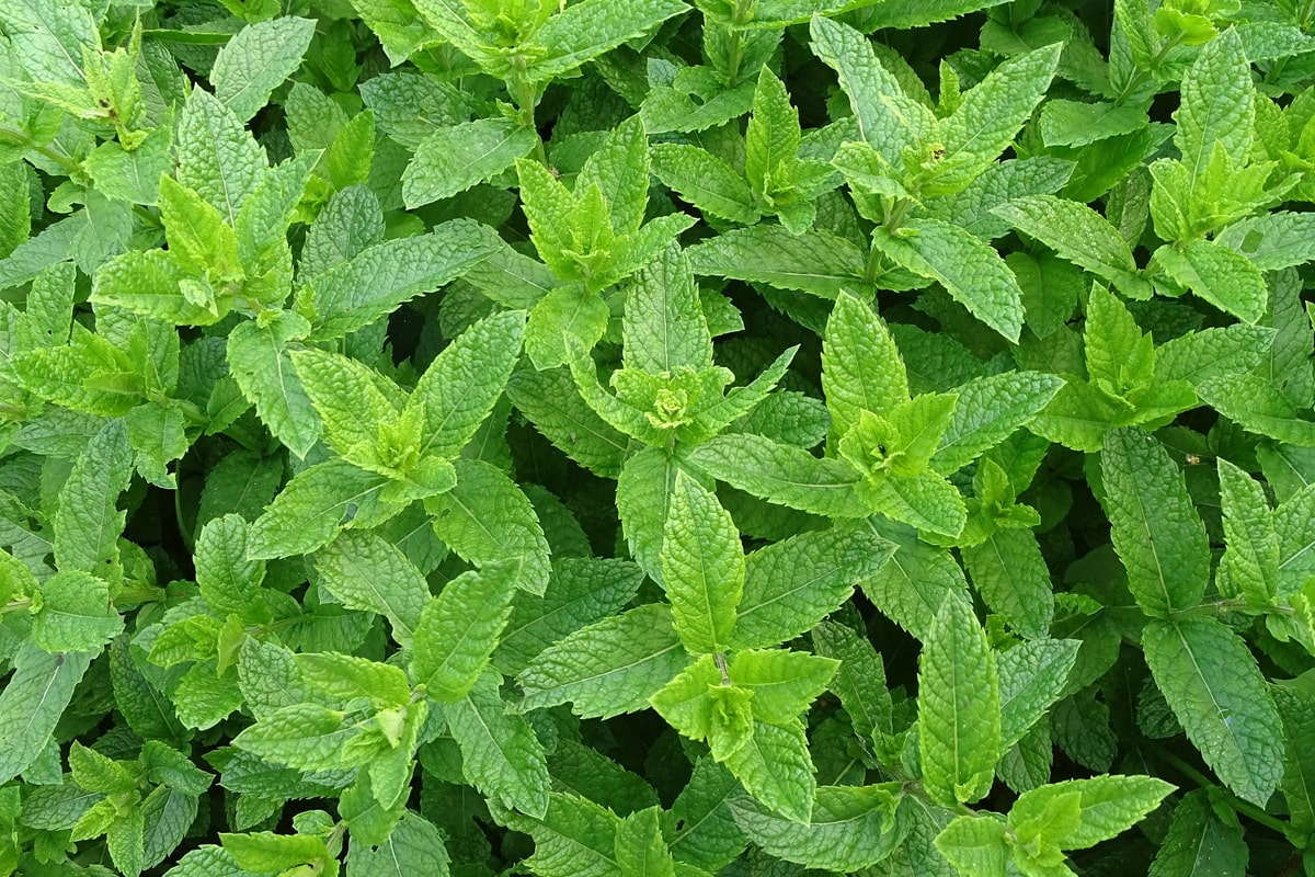 Tea to keep cool Moroccan Mint