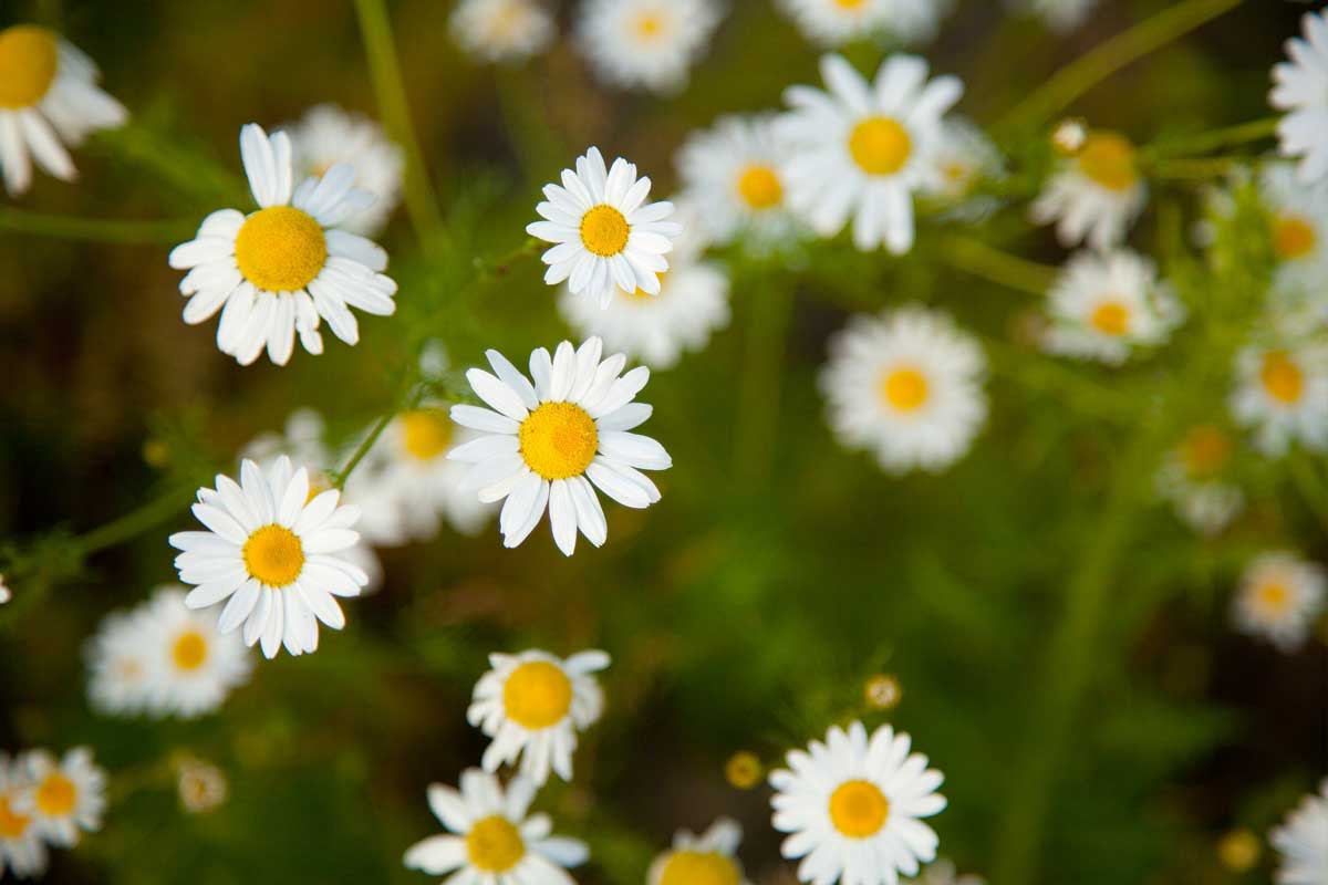 Camomile Flowers caffeine free teas for sleep