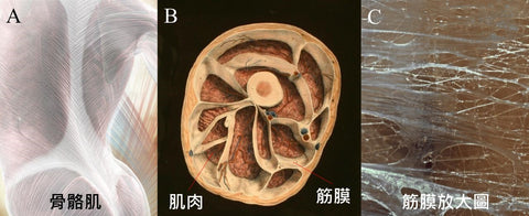 久坐腰酸背疼怎麽辦？3個筋膜放鬆方法超舒壓