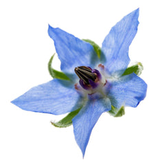 Borage (Borago Officinalis) in Skin Care | Verabella