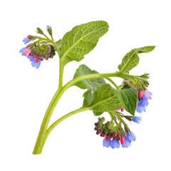 Allantoin (Derived from Comfrey) for Skin Care | Verabella