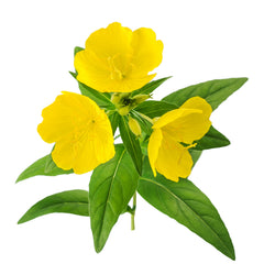 Evening Primrose (Oenathera Biennis) for Skin Care | Verabella