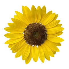 Sunflower (Helianthus Annus) for Skin Care | Verabella