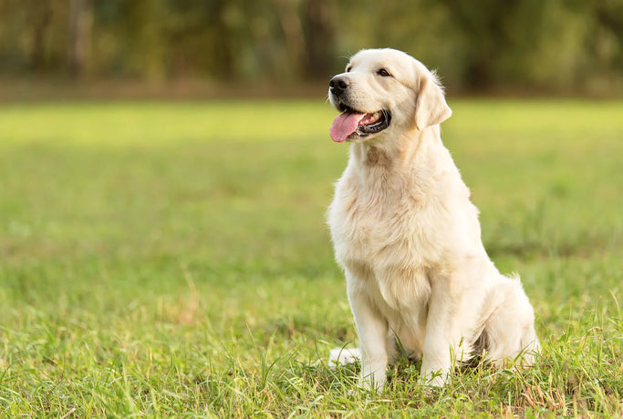 what two dogs make a golden retriever