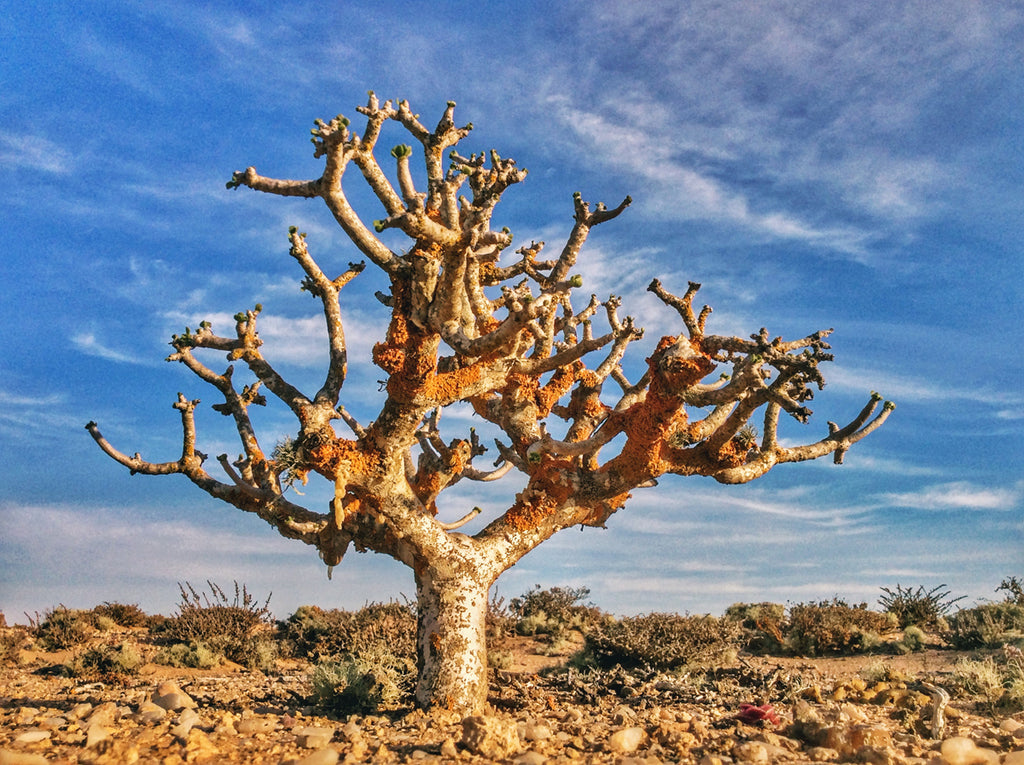 African Tree in the desert