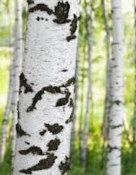 Birch Tar