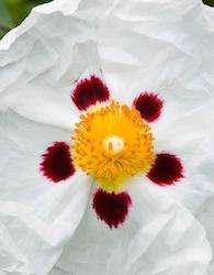 Cistus