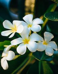 Frangipani Living