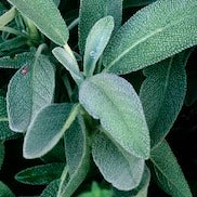 French Sage Oil LMR