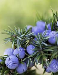 Juniper Berries