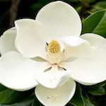 MAGNOLIA FLOWER LMR