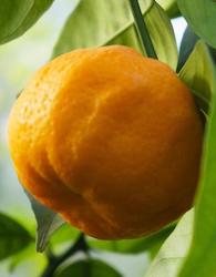 Orange Bigarade