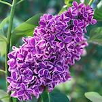 SYRINGA BLOSSOMS