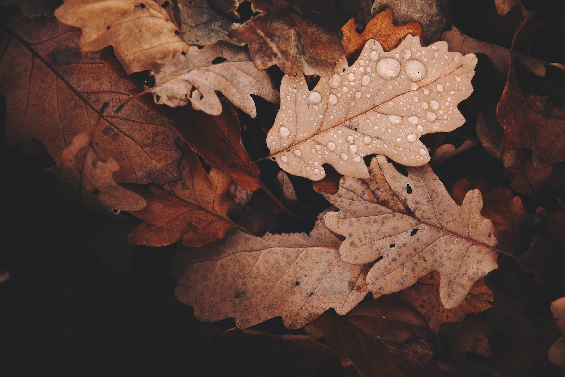 Herbstliche Blätter