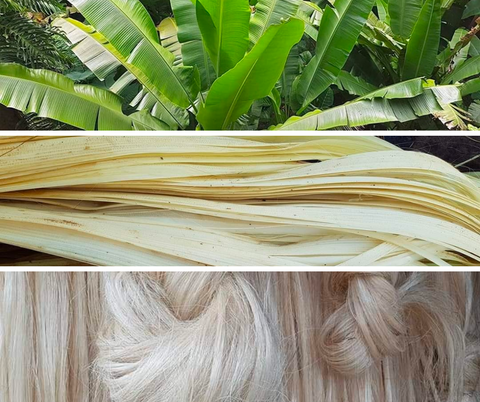 abaca fiber leaves natural fiber source