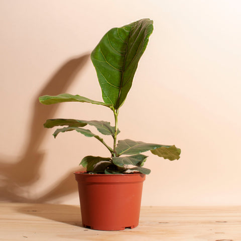 fiddle leaf fig house plant semi toxic to humans and pets home botanicals