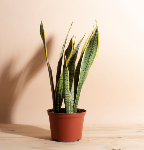 snake plant laurentii toxic to humans and pets