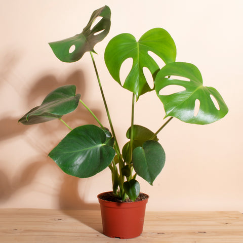 monstera delicious house plant mildly toxic to pets and humans home botanicals
