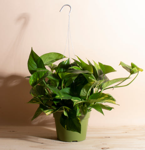 pothos toxic house plant to humans and pets