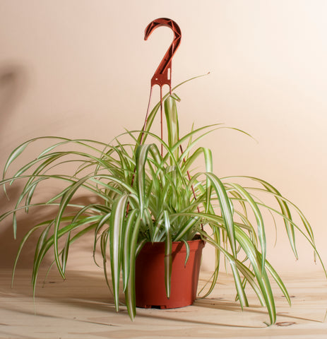bonnie spider house plant non toxic to humans and pets home botanicals