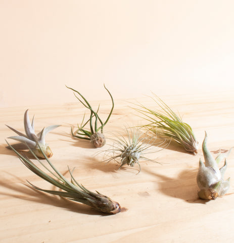 air plants non toxic to  humans and pets home botanicals