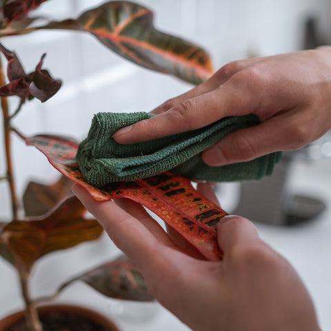 cleaning croton petra leaves with damp cloth