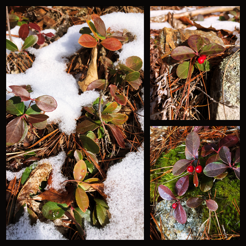 Collage of Eastern Teaberry plants