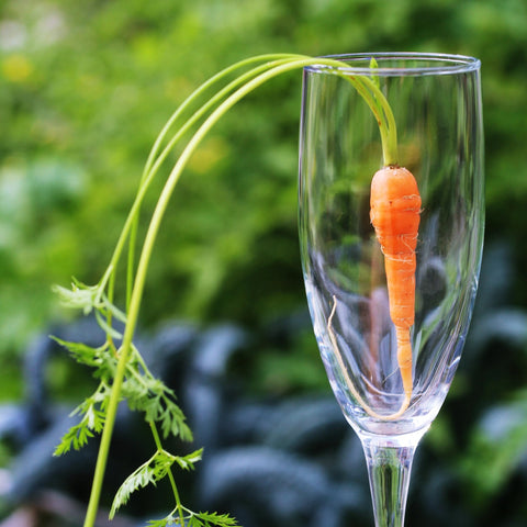 Fresh carrot in a champagne flute with carrot top overflowing out of it