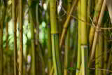 Tiges de bambou