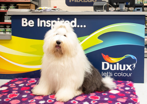 Dulux Dog Galway
