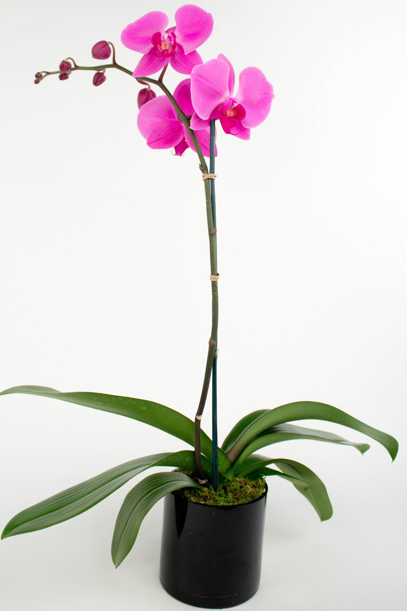 Single Stem Phalaenopsis Orchid