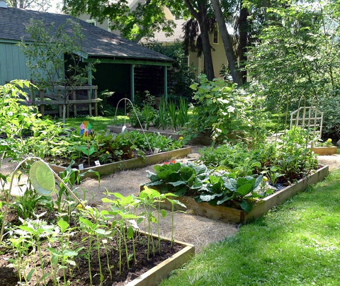 Prepared garden beds with healthy growing plants