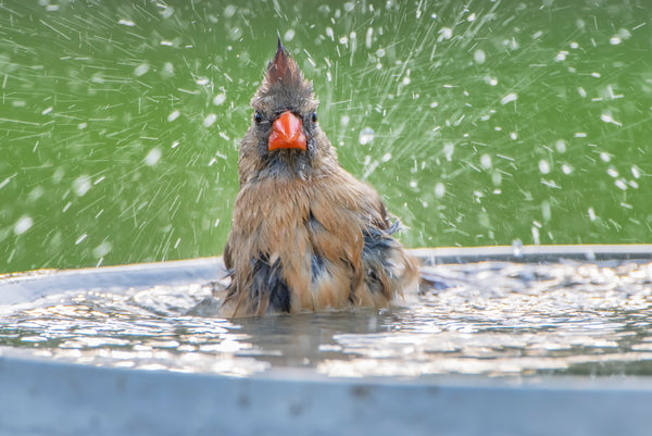 Bird cleaning off pests