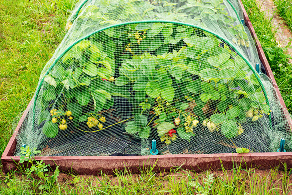 Cover exposed soil