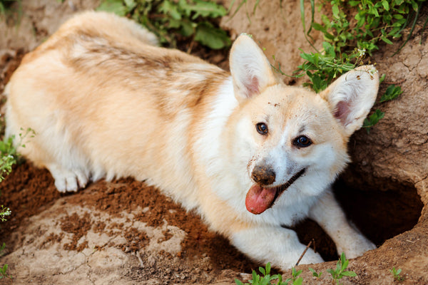 Designate a digging area